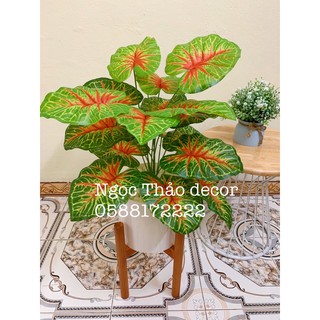 Cây trầu bà đỏ 70cm