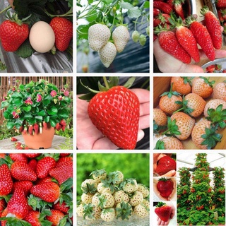 Giống dâu tây bốn mùa trồng hạt giống dâu tây kem, hạt giống dâu tây bốn mùa tỉ lệ nảy mầm cao tới 90% 299h