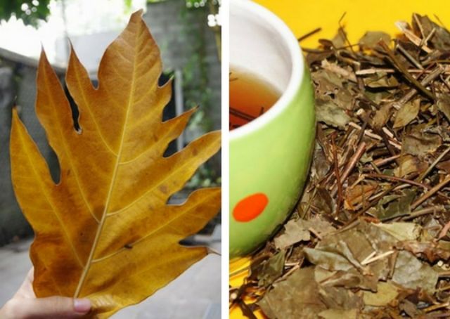 Cây Sake.... Sáp....siêu trái....1m50☆☆☆☆☆