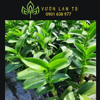 Denro nắng cred sắp hoa