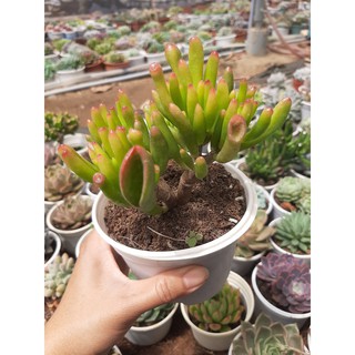 SEN ĐÁ ỐNG ĐIẾU🌵SIZE10CM🌵SIZE TRUNG 🌵SEN ĐÀ LAT🌵THUẤN SỨ NÓNG🌵FREESHIP🌵1 ĐỔI 1