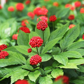 Hạt Giống Sâm Hàn Quốc (5 Hạt)