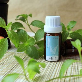 Hạt giống bạc hà thơm Âu dùng pha chế và rau thơm