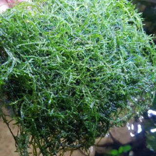 Rêu java rêu thủy sinh 1 vỉ