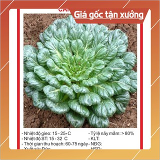 Hạt giống Cải Hoa Hồng 1Gram Hạt giống