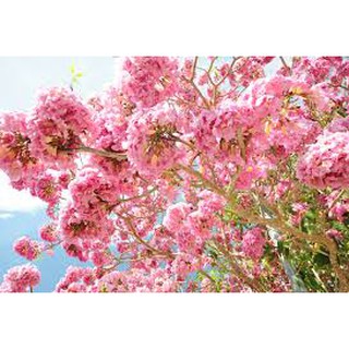 Cây Kèn Hồng đẹp cao 50-60cm.