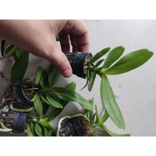 Hoa lan hoàng nhạn giống