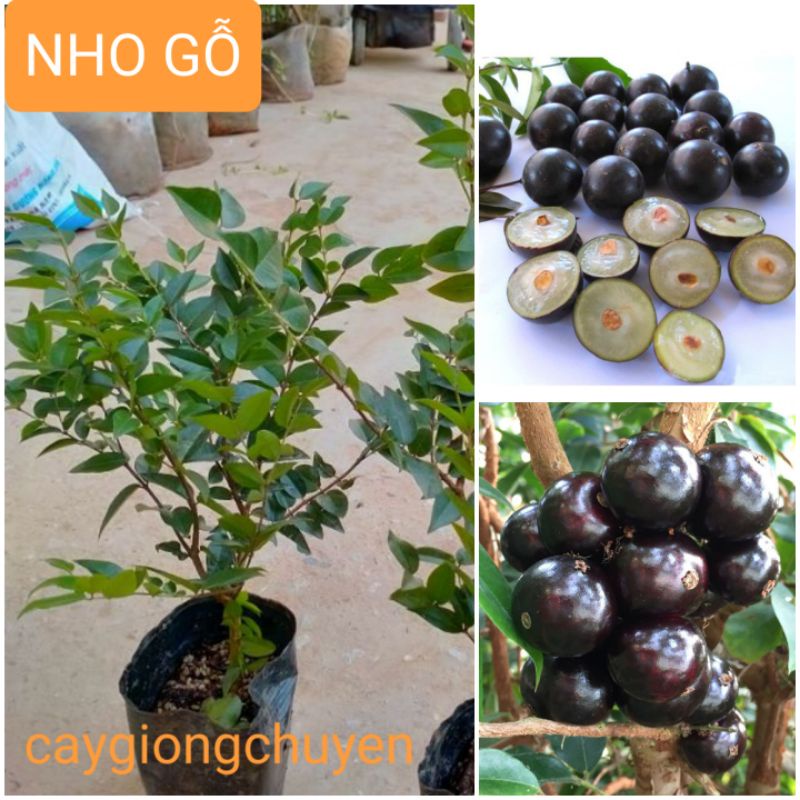 CÂY GIỐNG NHO GỖ