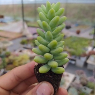 Sen đá chuỗi ngọc bi size mini hàng đà lạt thuần khí hậu siêu xinh siêu khỏe lỗi 1 đổi 1 - vườn sen đá