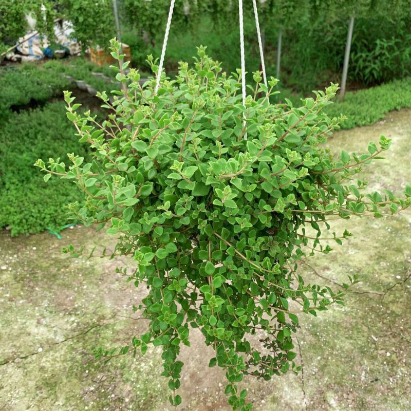 Combo 20 nhánh cây vảy rồng dài 15 đến 20 cm làm giống trồng rất dễ