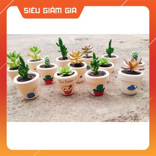 XƯƠNG RỒNG - SEN ĐÁ mini kèm chậu VẼ
