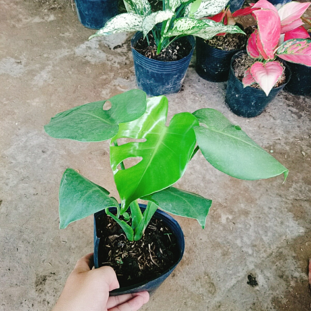 Trầu Bà Lá Xẻ - trầu bà nam mỹ - caykiengsadec