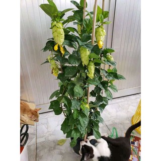 Cây Huyền Trân Công Chúa