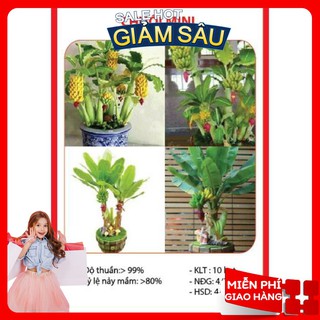 Hạt giống chuối mini - 10 hạt / gói