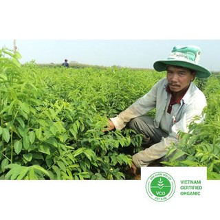 1g Hạt giống Rau ngót (bồ ngót) (tặng gói Kích nẩy mầm và Hướng dẫn) THUTHUY