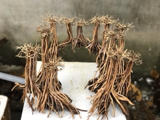 Bộ Lũa  layout Rừng Bay 50x35cm