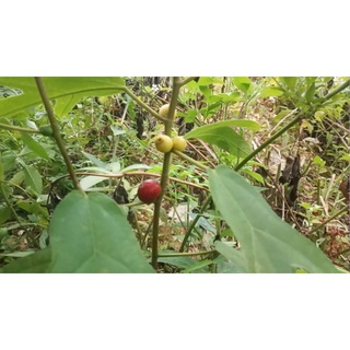 1KG Cây Vú Bò Khô