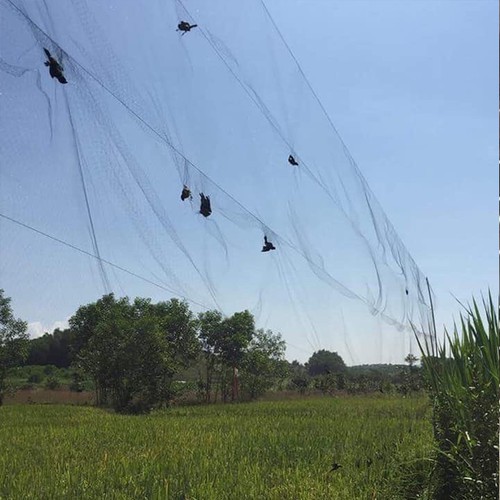 Lưới bẫy chim chào mào, Lưới bẫy chim chào mào được thắt 1 đường chống gió với khoảng cách 50cm.