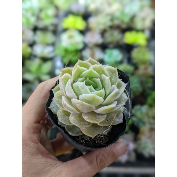 Sen đá ngọc bích size bầu - hư 1 đổi 1