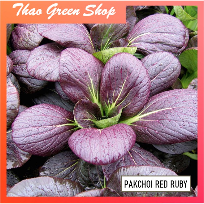  Hạt giống cải Pakchoi Tím (Red Ruby) 200 hạt
