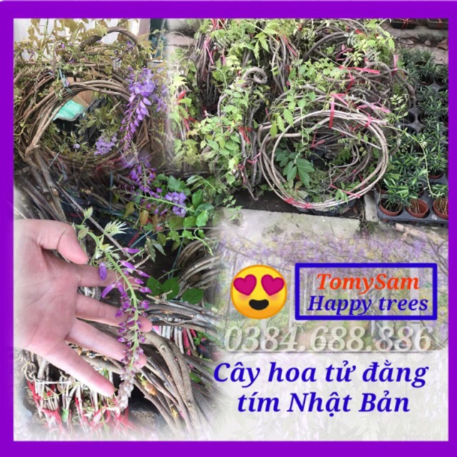 Cây hoa tử đằng hết cây dài  đẹp hẹn bạn mùa sau chỉ từ 230k