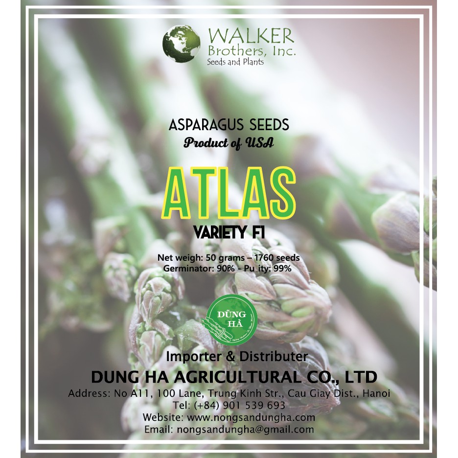 HẠT GIỐNG MĂNG TÂY XANH ATLAS F1 Gói 10g~400hat