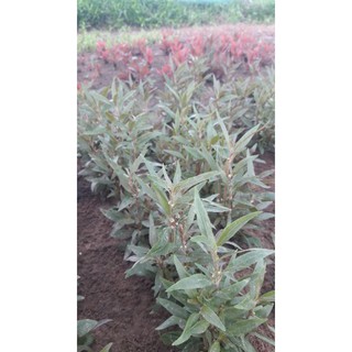 cây thủy sinh huyết tâm lan mini