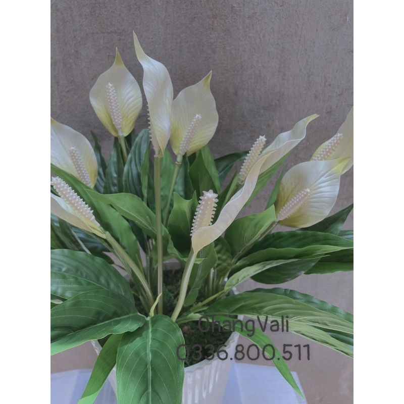 Chậu Lan Ý giả decor nội thất -chậu 3 cụm 9hoa siêu sang