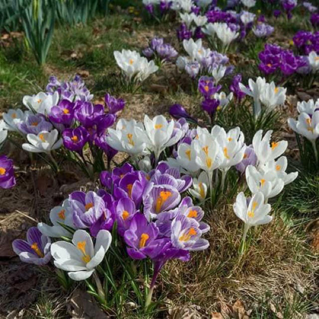 Củ hoa nghệ tây Crocus