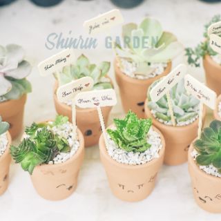 COMBO 10 CHẬU SEN ĐÁ + CHẬU ĐẤT NUNG
