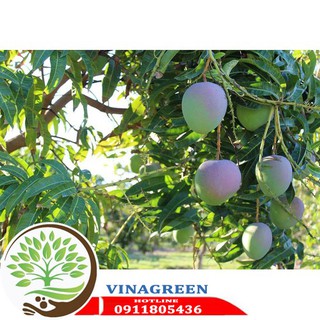 cây giống xoài úc