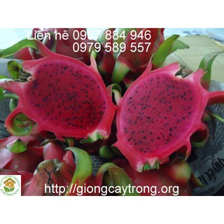 Cây thanh long ruột đỏ