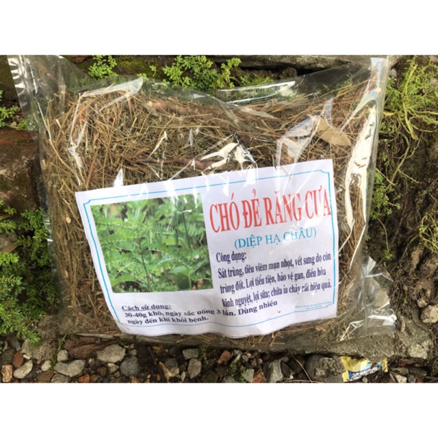 Diệp Hạ Châu (Chó đẻ răng cưa) Sỉ sll