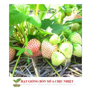 [Seeds]Hạt giống dâu tây trắng 100 hạt