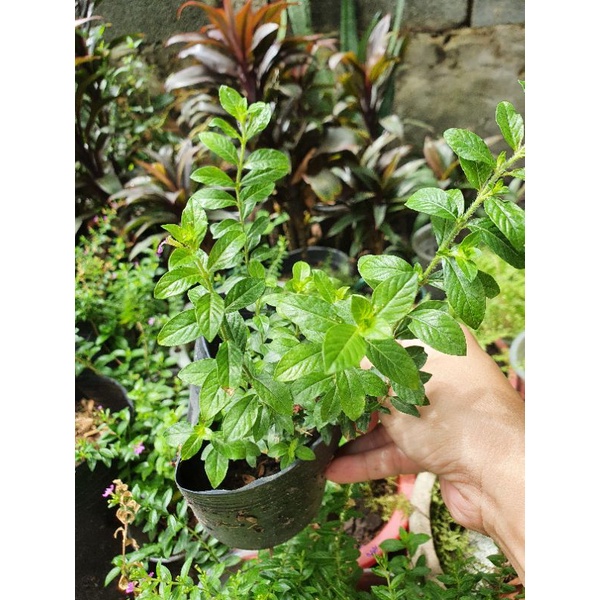 Cây hoa cẩm tú mai
