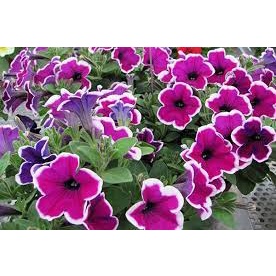 Hạt giống hoa dạ yến thảo viền nhiều màu gói 25 hạt