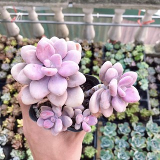 Sen Đá Sỏi Hồng