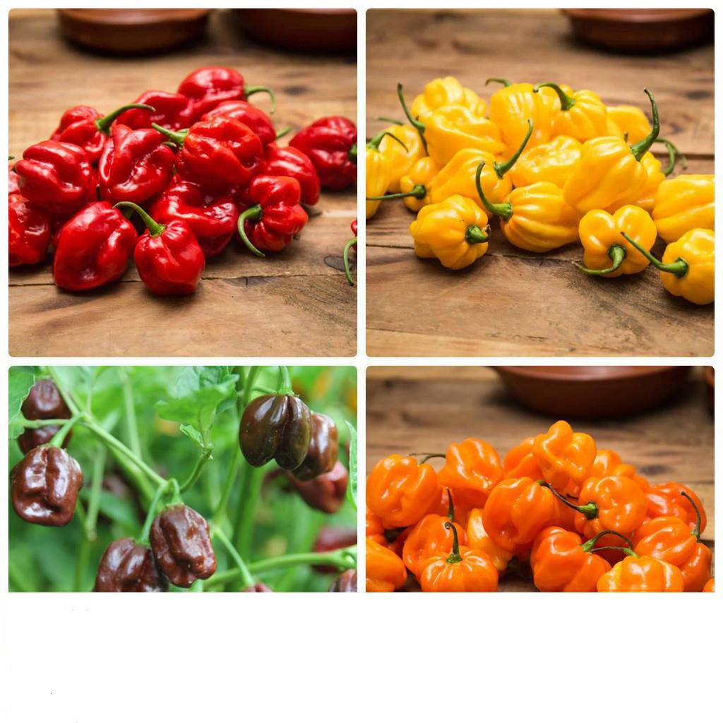 5 Hạt Giống Ớt Cay Habanero Scoville Giống Ớt Cay Nhất Thế Giới Giống Nhập Ngoại 5 Màu  KHUYẾN MẠI SHOP MỚI HẠ GIÁ SỈ