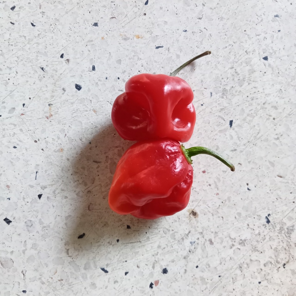 5 Hạt Giống Ớt Habanero Red