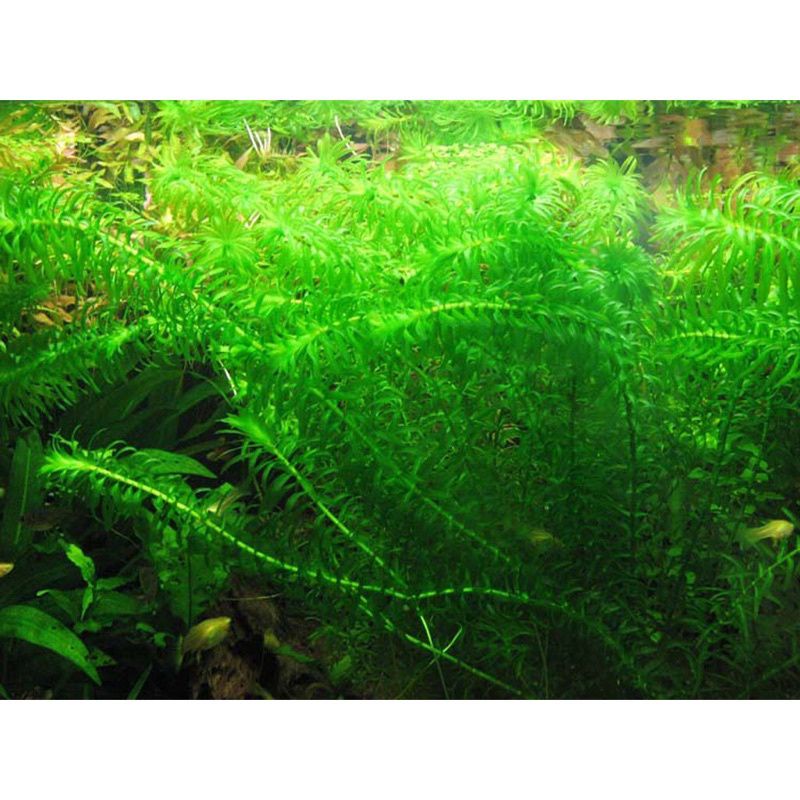 Cây Thủy Sinh cắt cắm không cần CO2, dễ sống