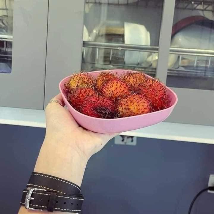 Set Đĩa Nhựa Lúa Mạch Đựng Hoa Quả, Trái Cây, Đồ Ăn An Toàn Và Tiện Lợi HQ 240