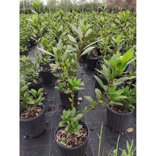 Cây nguyệt quế (Bay leaf)