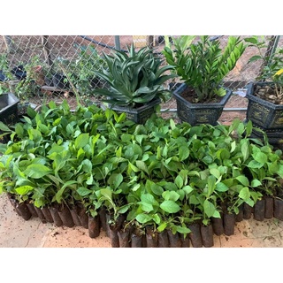 Cây Giống Giá Tỵ (gỗ tếch)
