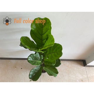 CÂY BÀNG SINGAPORE CAO 1M