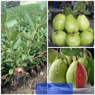 Cây ổi Trân Châu ruột hồng- Cây ổi giống Trân châu siêu trái, giá rẻ
