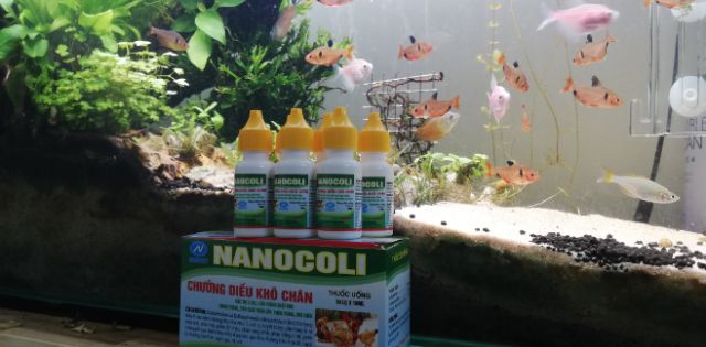 Ecoli Dành Cho Thỏ