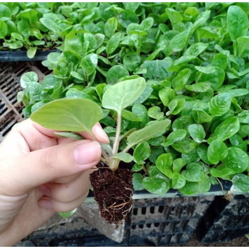 Cây hoa đồng tiền giống siêu đẹp