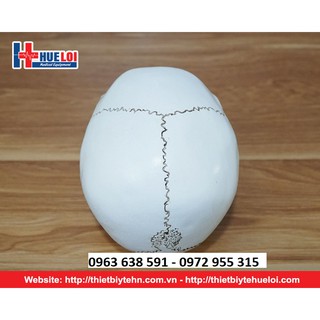 Mô Hình Hộp Sọ Người