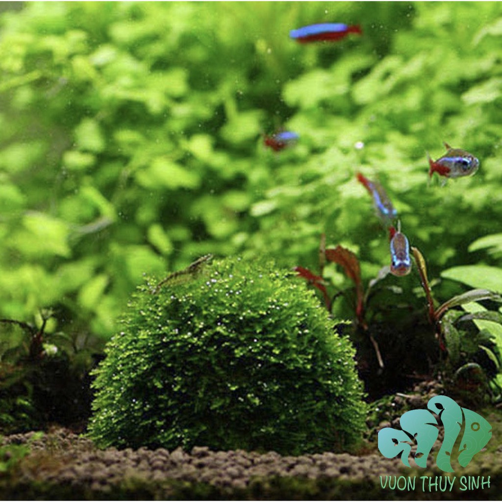 Quả cầu nhựa buộc  rêu chứa khoáng tép BEEBALL trang trí bể cá