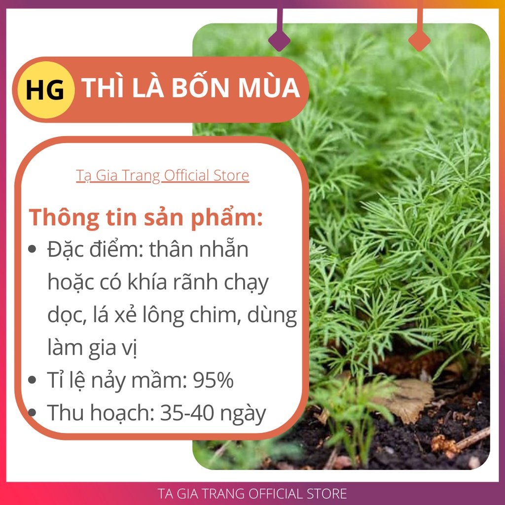 Hạt giống thì là bốn mùa - Shop hạt giống Tạ Gia Trang